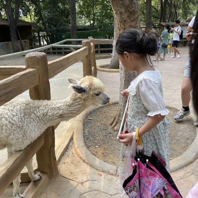 let’s feed some animals 