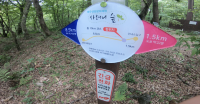 제주도의 피톤치드! 샤려니 숲길!