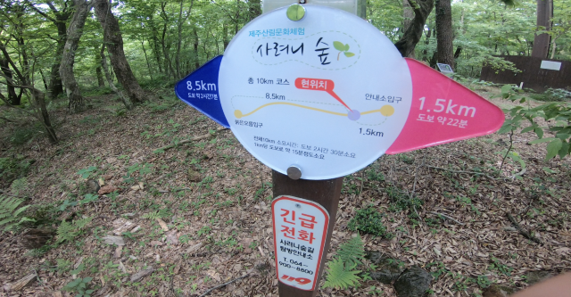 제주도의 피톤치드! 샤려니 숲길!