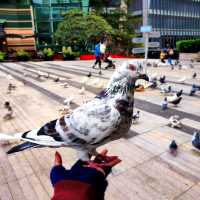 Dove feeding,dine-in & Shopping in Futian