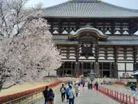 Nara's cherry blossoms 🌸