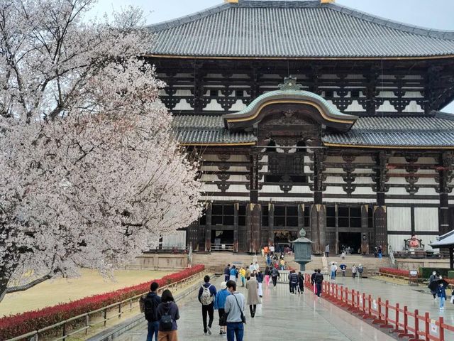 Nara's cherry blossoms 🌸