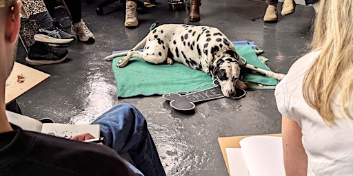 Dog Life Drawing in Bath | Bath Artists' Studios