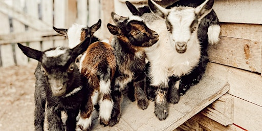 Intro Class to Goats & Chickens at Flowertown Charm Farm | Park at Church & Walk to 225 Stallsville.