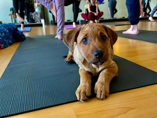 Rescue Puppy Yoga - Northern Rutherford YMCA | North Rutherford Family YMCA