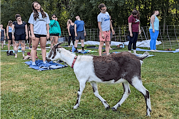 Goat Yoga to Benefit South Side Park | Arlington Baseball Field
