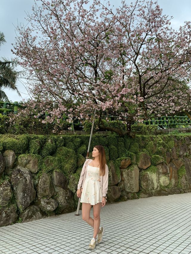 櫻花🌸盛開時｜台北天元宮