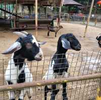 親親小動物 ～ 大棠有機生態園 
