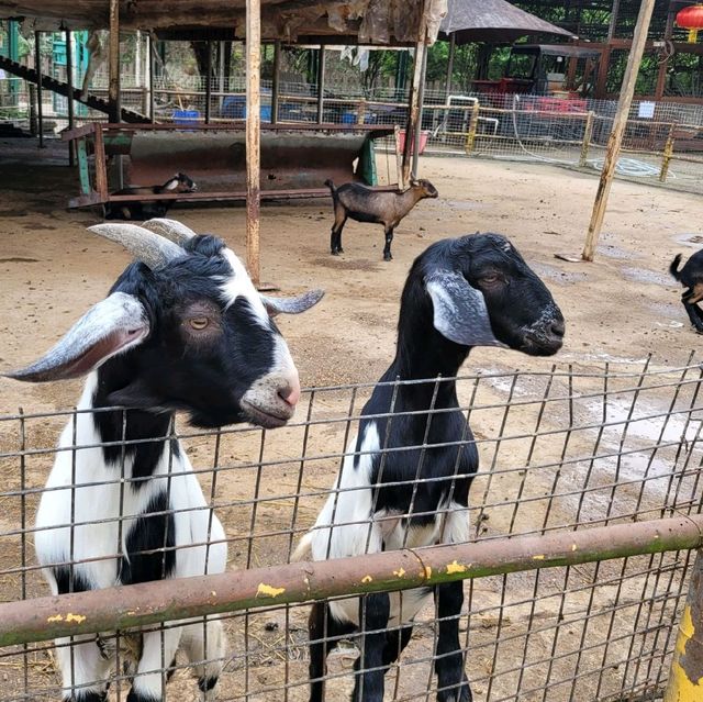 親親小動物 ～ 大棠有機生態園 