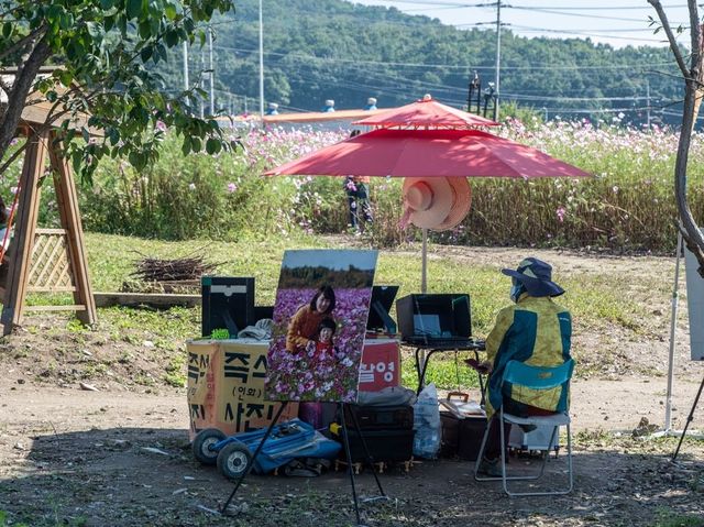 주민분들만 아는 파주 코스모스 여행지
