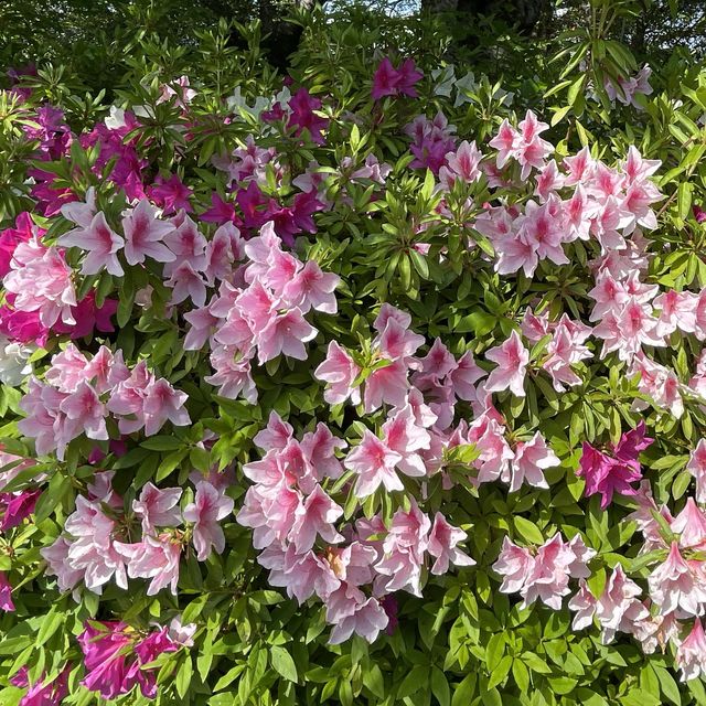 愛知県　清洲公園のつつじ