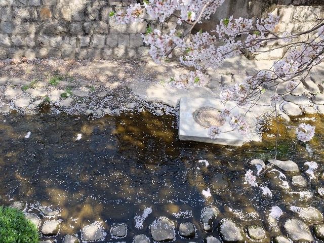 羅曼史之橋釜山余佐川🌸🌸