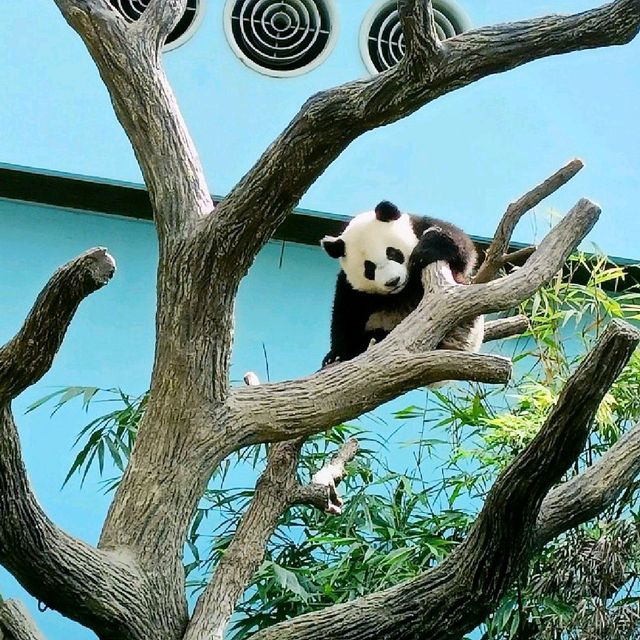 Giant Panda Forest 🐼