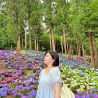 🌸나만 알고 싶은 보성 수국 핫스팟🌸
