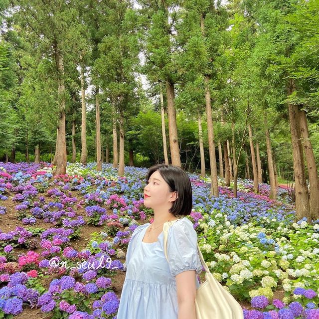 🌸나만 알고 싶은 보성 수국 핫스팟🌸