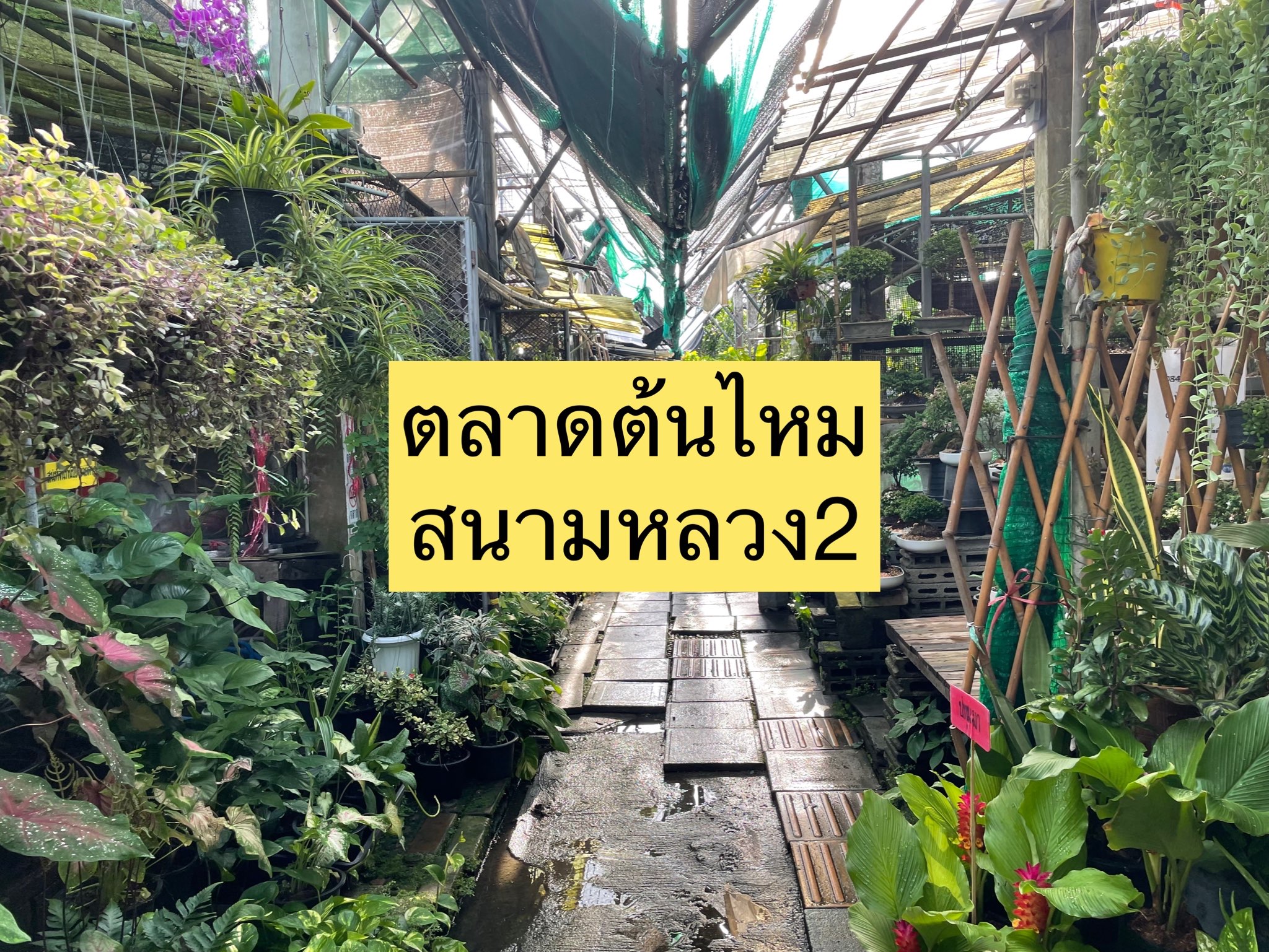 ตลาดต้นไม้สนามหลวง2 | Trip.com กรุงเทพฯ ตลาดต้นไม้สนามหลวง2 | Trip.Com กรุงเทพฯ