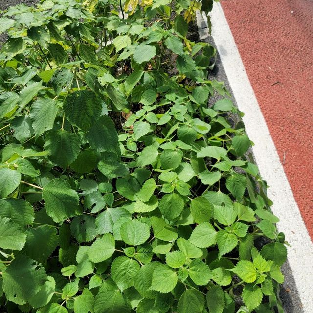 탄소발자국 하동십리벚꽃길 산책 