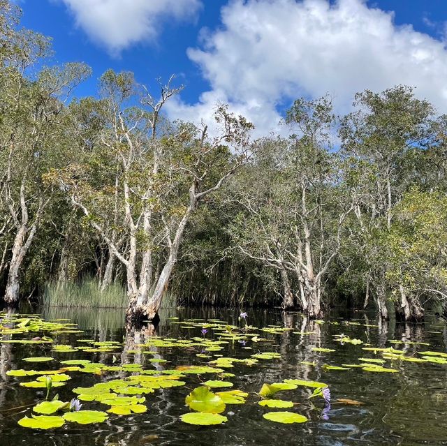 🚣‍♂️🌳🌿พายเรือชมป่าเสม็ด เช็คอินถิ่นระยอง🐠💦🏝