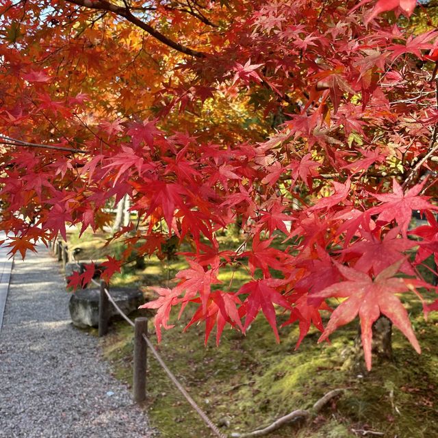 【京都府】秋の南禅寺三門から絶景をたのしむ