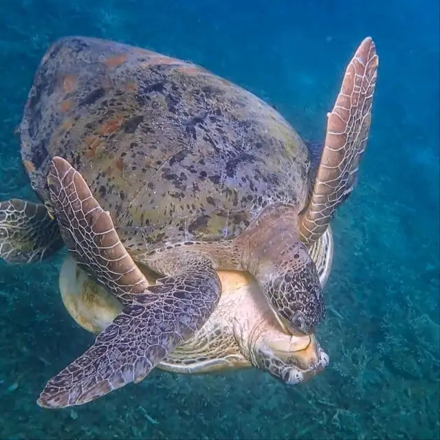 Koh Tao Snorkling Tour