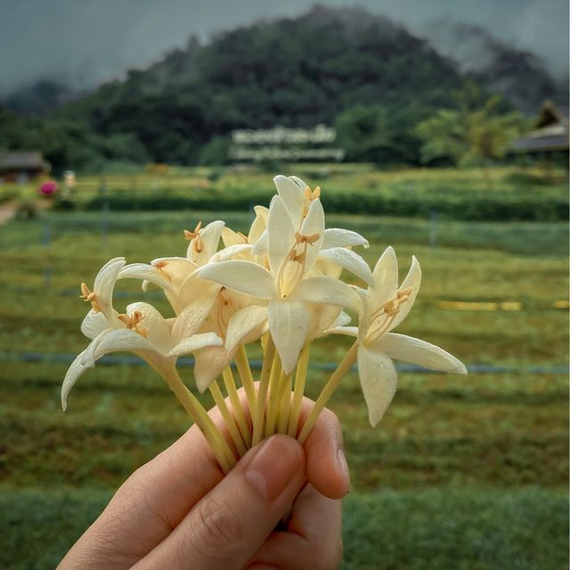 หลองข้าวสะเมิง บ้านพักบรรยากาศดี ในอ้อมกอดขุนเขา