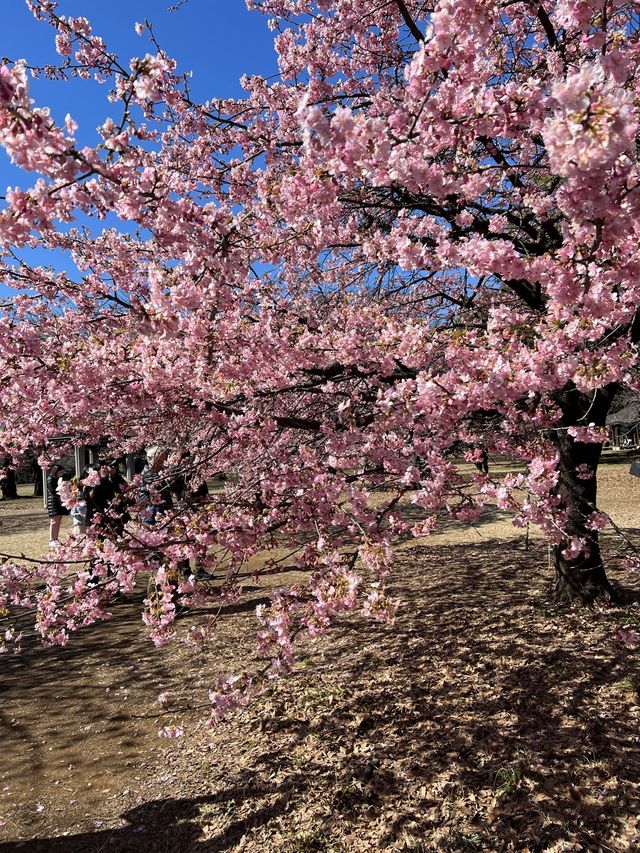 Sakura blooming earlier