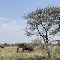 Safari Day at Serengeti