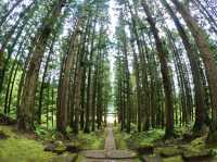 【大自然】清々しく荘厳な雰囲気！？