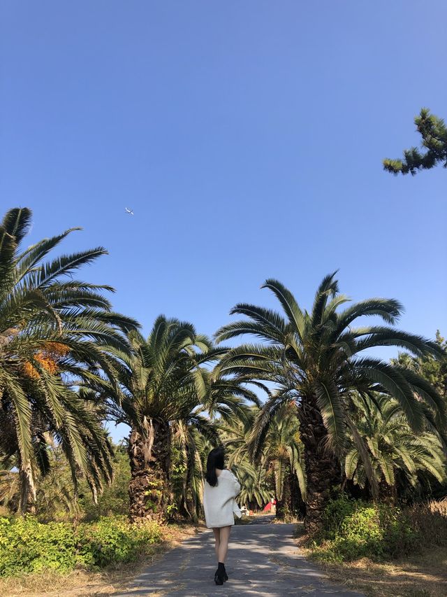 제주, 야자수가 가득한 이국적인 금능해수욕장 🏝