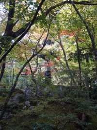 【京都】紅葉スポットの穴場？常寂光寺🍁