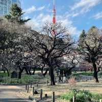 銀世界の梅林