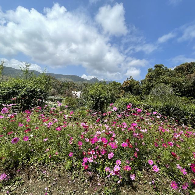 【假子親子遊】與孩子森林漫步 🌳