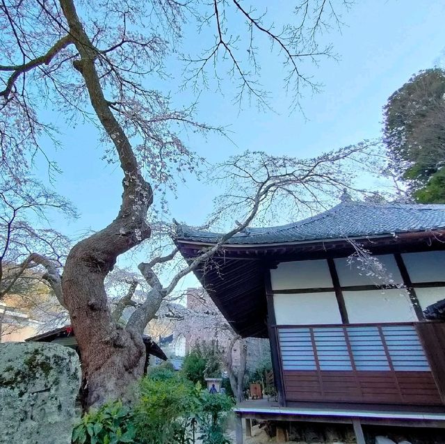 【兵庫 有馬温泉】見るべき桜🌸🌸🌸善福寺🌸🌸🌸