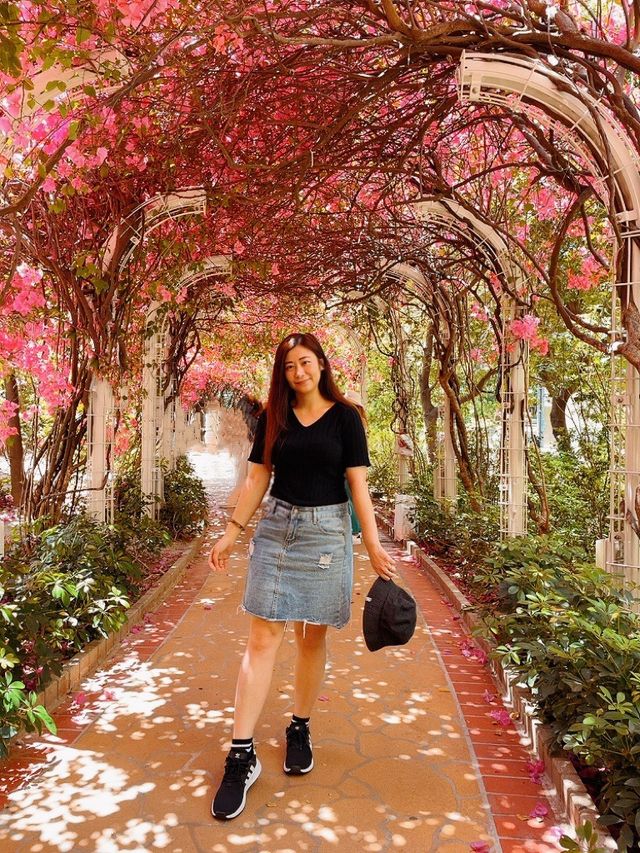 走進30米勒杜鵑花花隧道🌸