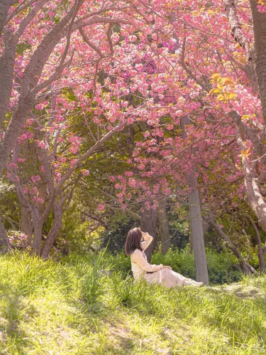 동화 속 같은 부산의 겹벚꽃 명소🌸