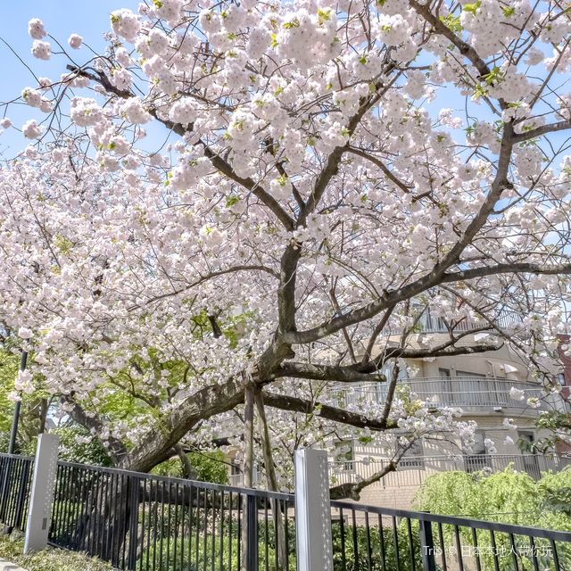 マクセルアクアパーク品川前の桜