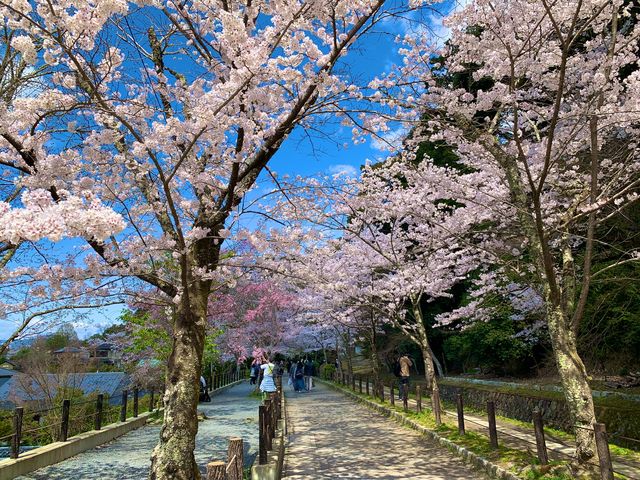 京都　SAKURA 桜めぐり❗️哲学の道の桜に感動❗️