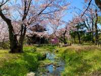 京都　京都散策旅　渉成園の庭園と桜のコラボに感動❗️