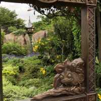 🏰迪士尼樂園賞花攻略🌺