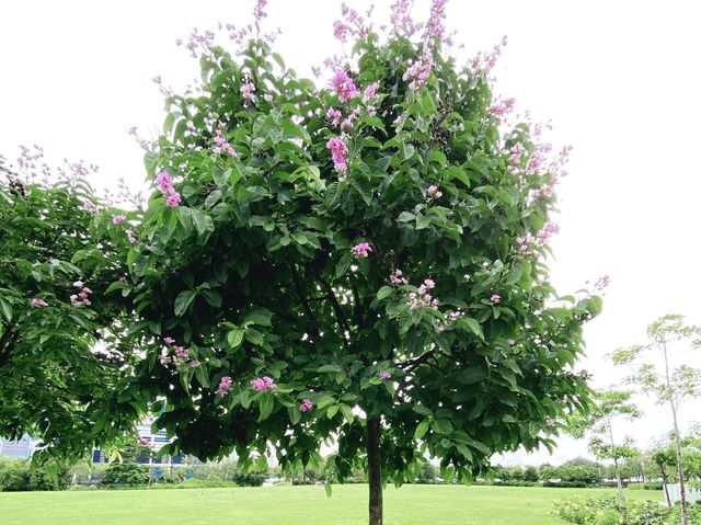 藝術公園賞花好去處