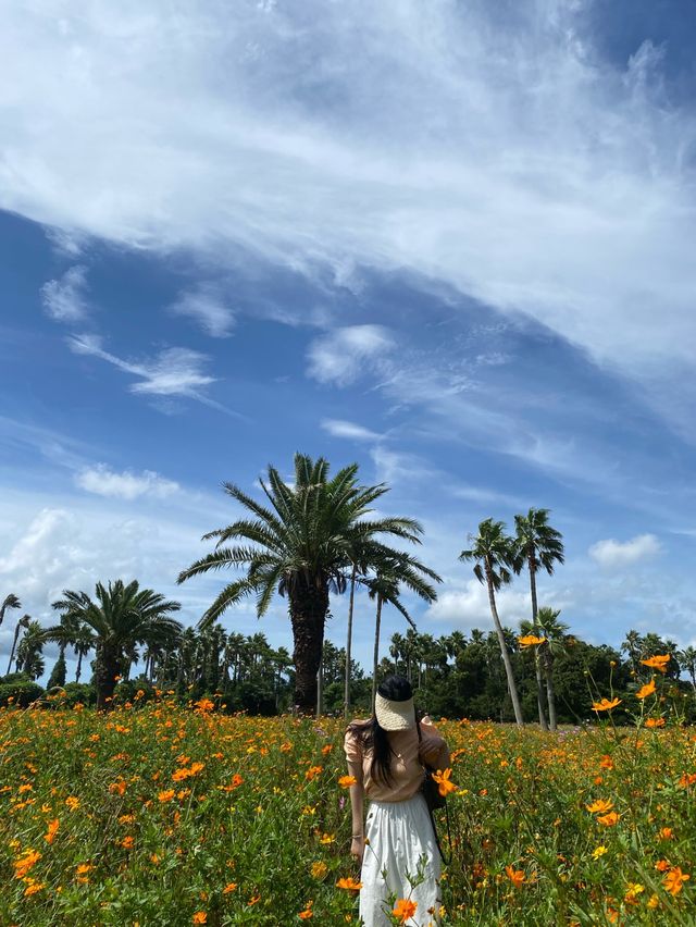 황화코스모스 가득한 제주도 🧡