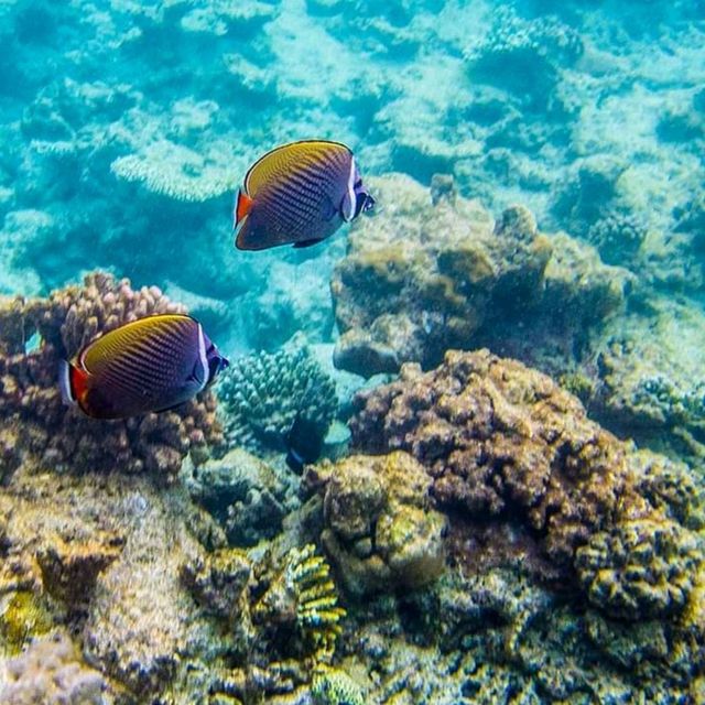 The Amazing Marine Life In Maldives 