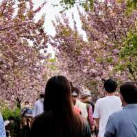Wansan Park  (full of flower)
