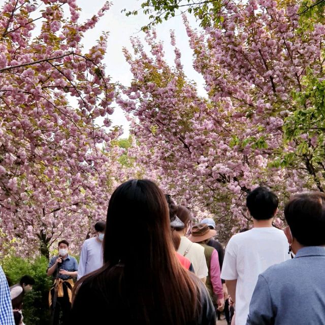 Wansan Park  (full of flower)