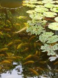Best tropical garden Hotel Surabaya