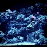 🌙✨夜もやってる水族館🐠