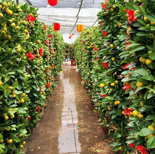 Chinese New Year Plant Shopping at Thomson 
