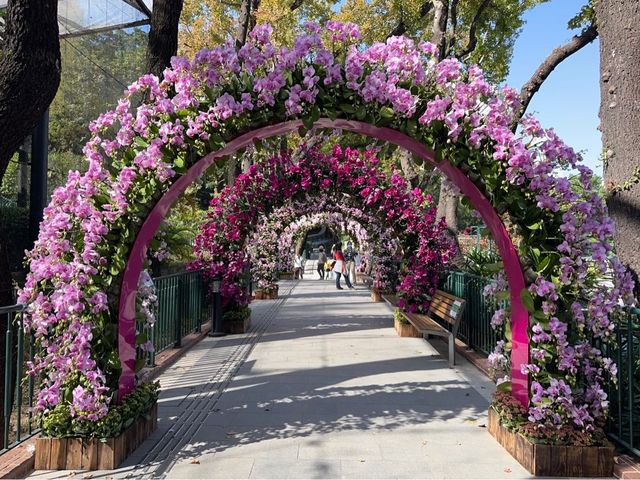 本地遊 | 坐港鐵遊香港 | 中上環半日遊 | 由動植物公園走到文武廟