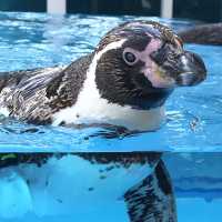 【週末の旅】鳥羽水族館