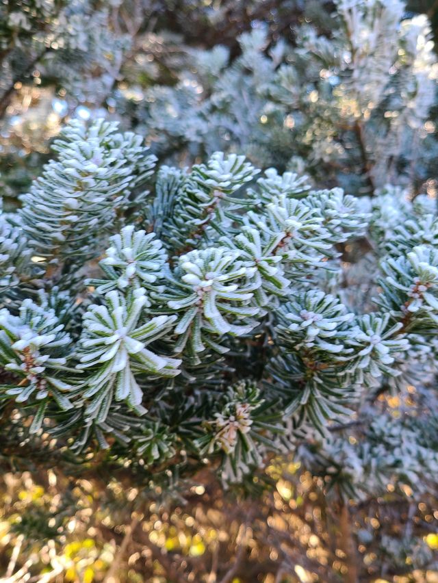 [제주도] 한라산 눈꽃 가득한 겨울 산행 ☃️❄️🌨🥶🤍